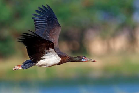 Abdim's stork, rain stork, Abdim, (Ciconia abdimii), African stork species, family of storks,