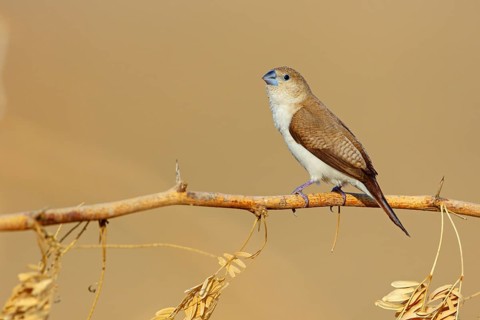 African silverbill, silver beak, silver pheasant, trusting bird, ornamental bird in Europe, family