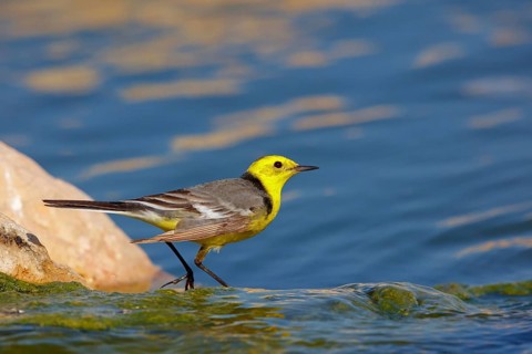Citrine wagtail, (Motacilla citreola), foraging in a biotope, Middle East, Oman, songbird, family