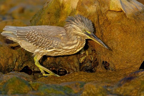 Animals, birds, heron, mangrove heron, (Butorides striatus), foraging in biotope, Quarayyat,
