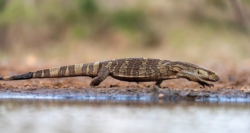 White-throated monitor lizard (Varanus albigularis) Zimanga, South Africa, Pangolins, Animals,