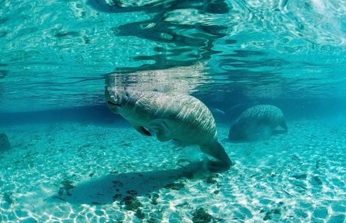 Round-tailed manatee, Trichechus manatus latirostris, USA, Florida, FL, Crystal River, North
