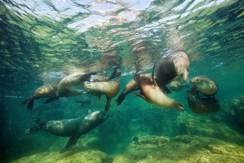 California sea lions, Zalophus californianus, La Paz, Baja California Sur, Mexico, Central America