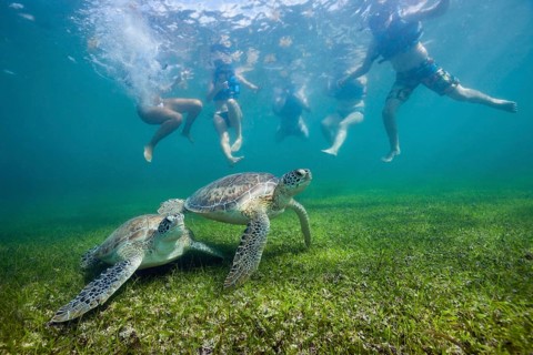 Snorkeller looking at Green turtle, Chelonia mydas, Akumal, Tulum, Mexico, Central America