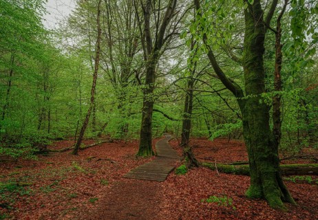 Sababurg primeval forest, Reinhardswald estate district, Hofgeismar, Hesse, Germany, Europe