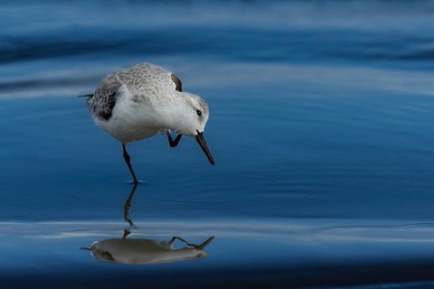 Sanderling (Calidris alba) preening its feathers, Puerto Soley, Costa Rica, Central America