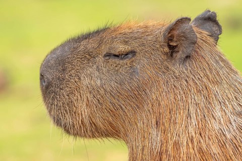 Capybara or capybara (Hydrochoerus hydrochaeris), animal portrait, Pantanal, inland, wetland,