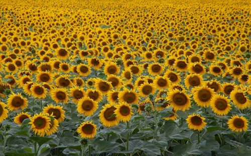 Background sunflower field to the horizon. Blooming fields of agriculture