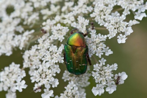 Rosenkaefer, Cetoniinae, flower chafer
