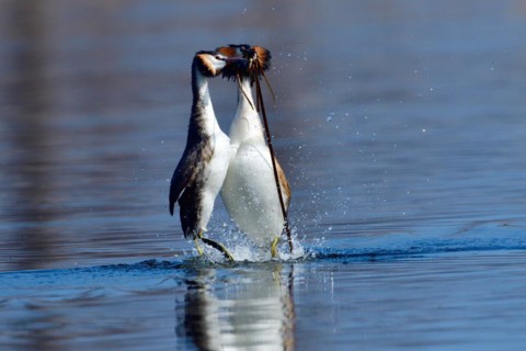 A Great crested grebe pair in a courtship dance. Lake, bird. Great crested grebes during their