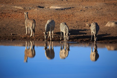 Zebras drinking at a waterhole in Etosha National Park in Namibia