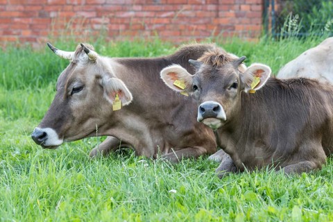 Original Brown Swiss lying on the grass