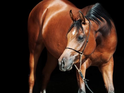 Portrait of young bay arabian filly at black background