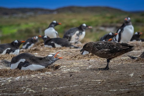 Subantarctic skua, or Brown Skua (Catharacta antarctica), at a breeding colony of gentoo penguins