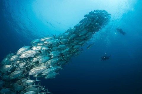 Diver and school of bigeye jacks, Caranx sexfasciatus, Cabo Pulmo, Baja California Sur, Mexico |