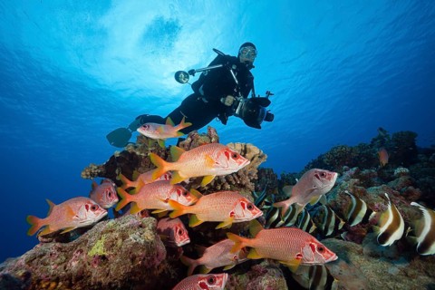 Shoal of Longjawed Squirrelfish, Ahe Atoll, Tuamotu Archipelago, French Polynesia | Shoal of
