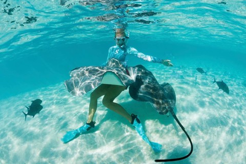 Snorkelling with Pink Whipray in Lagoon, Pateobatis fai, Moorea, French Polynesia | Snorkeling with