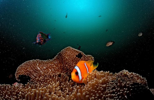 Red Sea Anemonefish, Amphiprion bicinctus, Djibouti, Djibouti, Africa, Afar Triangle, Gulf of Aden,