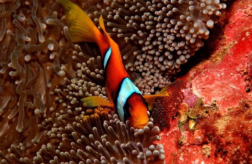 Red Sea Anemonefish, Amphiprion bicinctus, Djibouti, Djibouti, Africa, Afar Triangle, Gulf of Aden,