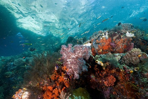 Coral reef, Raja Ampat, West Papua, Indonesia, Asia