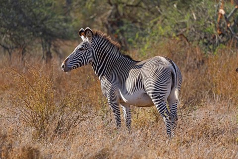 Grevy Zebra (Equus grevyi)
