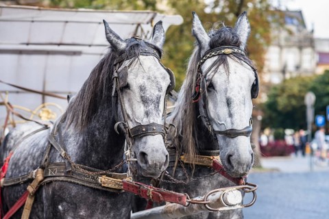 Two light gray horse in harness on the street