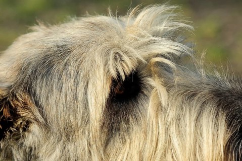 Irish wolfhound (canis lupus familiaris)