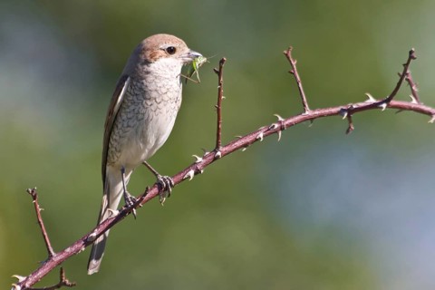 Red-backed shrike (Lanius collurio)