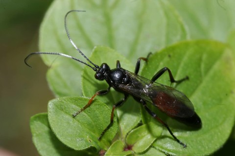 Plant wasp (Symphyta)