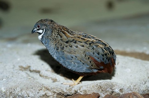 King Quail (Coturnix chinensis)