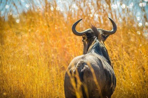 Back of Wildebeest, Connochaetes Gnou, in the savannah plains, Pilanesberg National Park, South