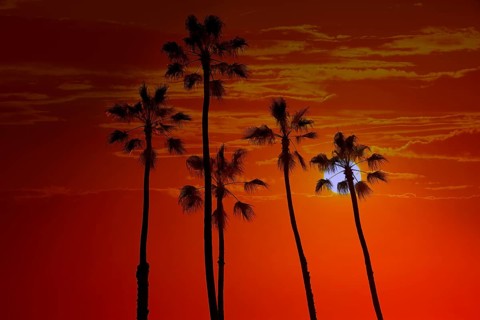 California high palm trees sunset sky silohuette background USA