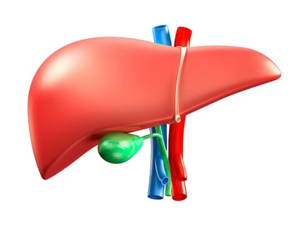 Liver and gallbladder colorful 3D illustration isolated on white background