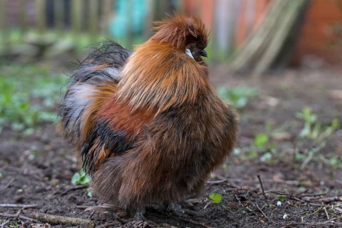 Silk cock in the spout