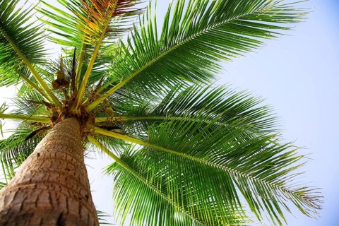 Coconut palm on the blue sky background