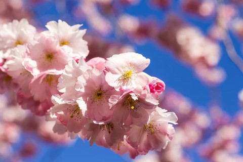 Cherry blossom trees in full bloom in springtime