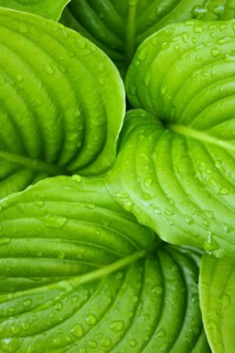 Hosta leaves as a figure green pattern with raindrops