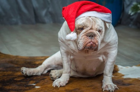 Cute English Bulldog in a christmas hat