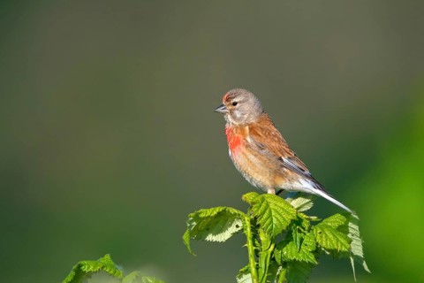 Linnet, Common Linnet, Eurasian Linnet, (Carduelis cannabin), (Acanthis cannabina), Linotte