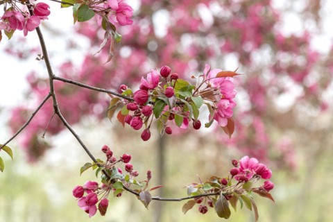 Ornamental apple (Malus 'Rudolph'), Anchers Havecenter, Ditfurt, Saxony-Anhalt, Germany, Europe