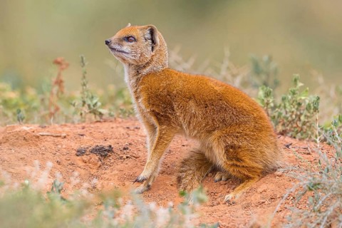 Yellow mongoose (Cynictis penicillata), Addo Elephant National Park, Addo, Western Cape, South
