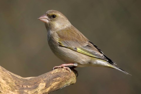 Greenfinch, Greenfinch, European Greenfinch, Western Greenfinch, Carduelis chloris, (Chloris
