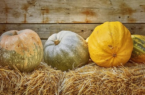 Pumpkins on a Hay against the Wooden Background Varna, Bulgaria, Europe