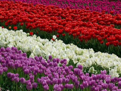 Striped pattern of red, purple and white tulips, egmond, north sea, netherlands