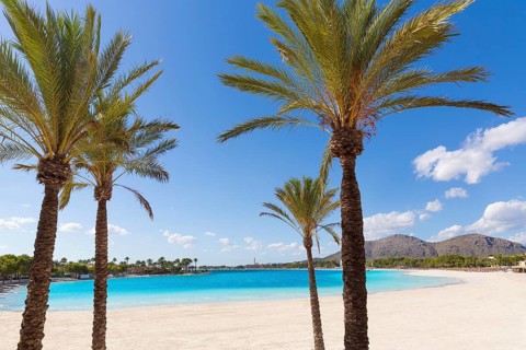 Platja de Alcudia beach palm trees in Mallorca Majorca at Balearic islands of Spain
