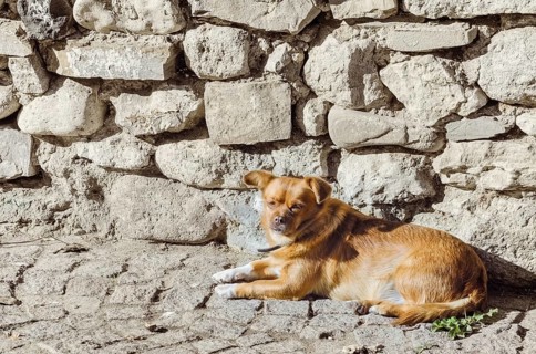 An Old Little Dog Lies near the Stone Wall Nessebar, Bulgaria, Europe