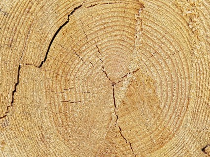 Cutoff log background