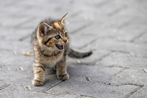 Kitten on street work on a farm in the Netherlands