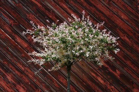 Salix integra