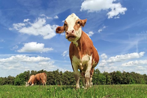 Simmental cows in the meadow